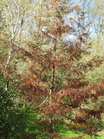 Kystmammuttreet, Sequoia sempervirens, som har vokst uskadd opp til 6 meters...