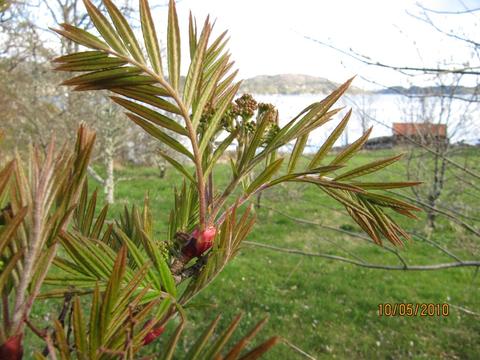 Sorbus scalaris er allereie i blomeknopp før vår eigen rogn har kome med blad.