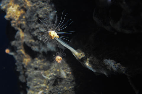 NEW DISCOVERIES: UiB researchers have found 20 new animal species in the volcano areas that they discovered this summer. These animals live off the heat caused by the hydrothermal vents in the area.