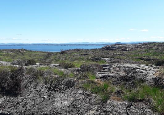 Field of open heathland, with recently burned patches. Green grass poking up in between. Blue skies and fjord in the background.
