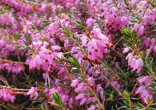 Erica carnea 'Jennifer Anne'