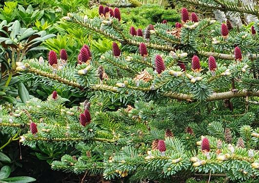 Abies koreana 'Bonsai Blue'