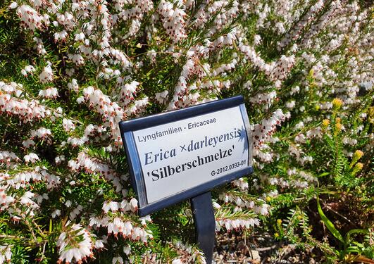 Erica x darleyensis