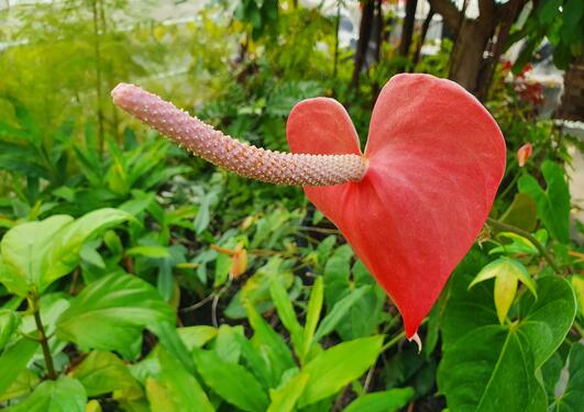 U-1995.0012 Anthurium andraeanum