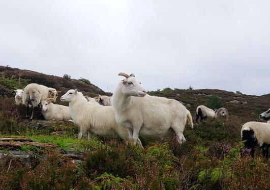 White sheep grazing in a field of flowering heather. Grey skies above.