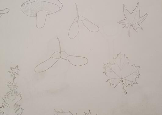 Pencil drawings of foliage and mushrooms in black on white paper