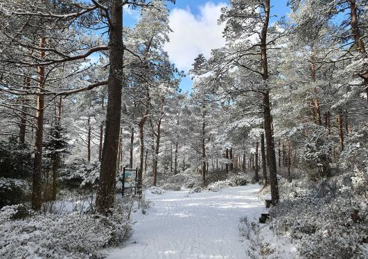 Rhododendron species collection in winter