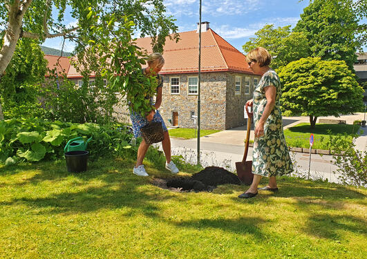 Rektor og museumsdirektør planter gulbjørk