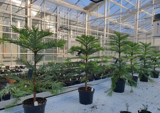 Wollemia nobilis potted plants in the University Gardens glasshouses