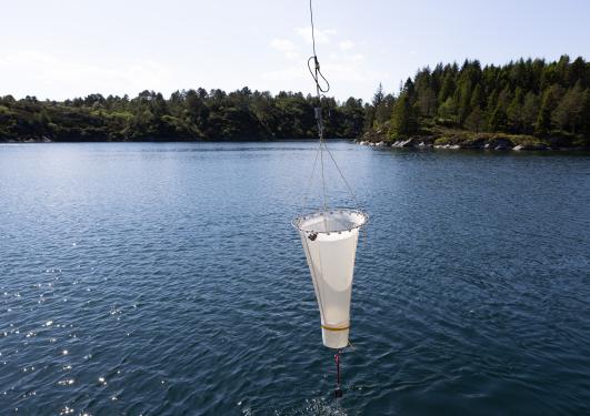 Plankton net descending in the water