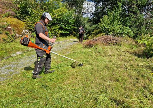 Kantslått i Bergen botaniske hage