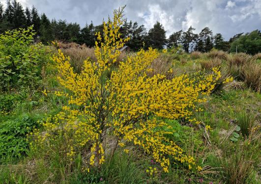 Parkslirekne og gyvel som har forvillet seg sammen