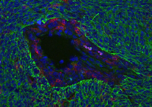 Confocal image of tissue