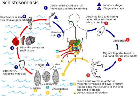 schistosoma life cycle