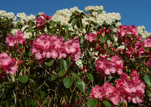 Gartendirektør Glocker