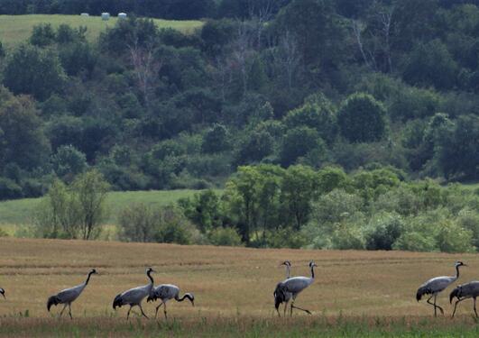 Cranes in an agricultural landscape
