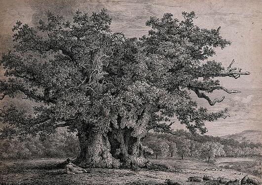 A gnarled and hollow old oak tree (Quercus robur L.)