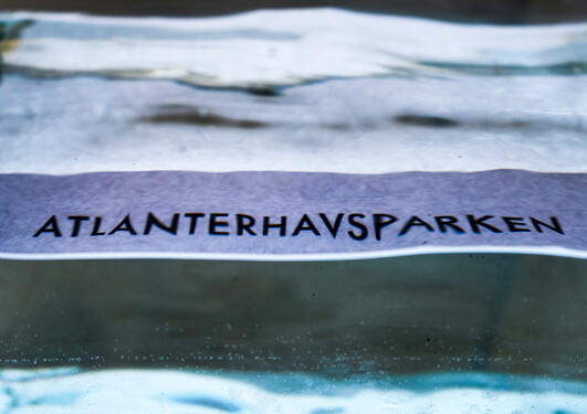 June Kristin Aarseth