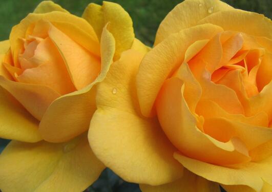 blomstrende gul rose