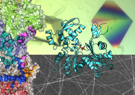 Proteins, crystals, and filaments