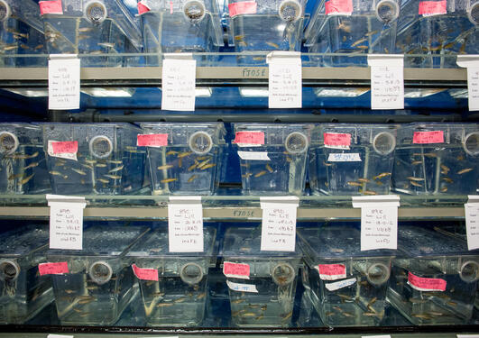 Photo of stack of fish tanks in the Zebrafish facility