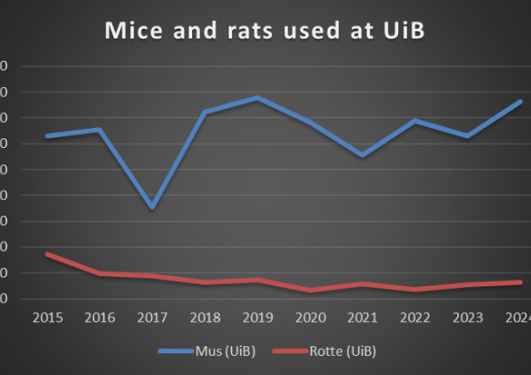 Antall rotter og mus brukt i forskning