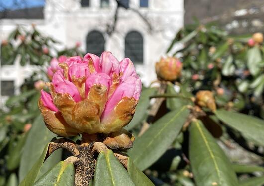 Rhododendron i knopp