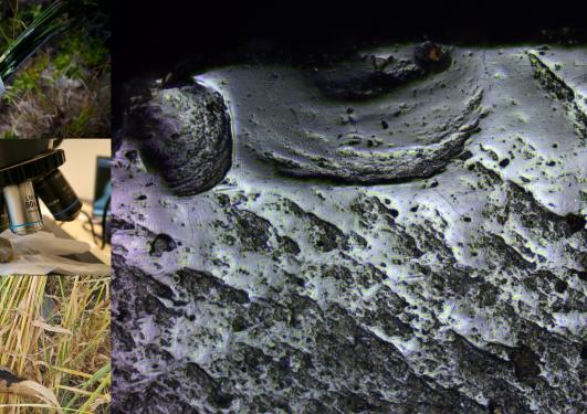 Exploring neolithics lives