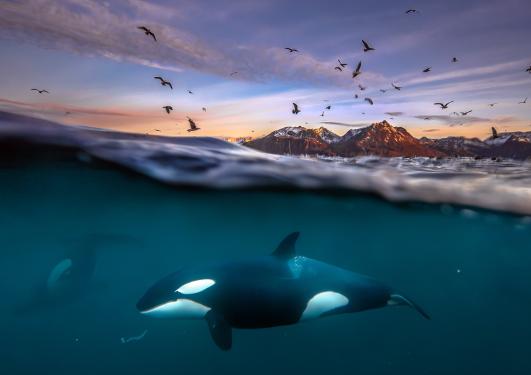 Halve bildet over og halve under vann, over vann sees fjell under en dramatisk himmel full av sjøfugl, under vann sees en spekkhoggere i profil mens en annen kan skimtes i bakgrunnen 