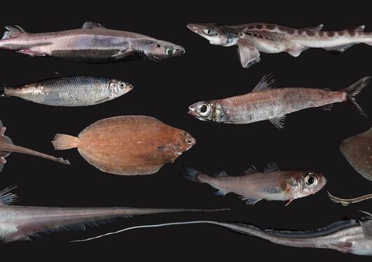 Overview_fish_diversity