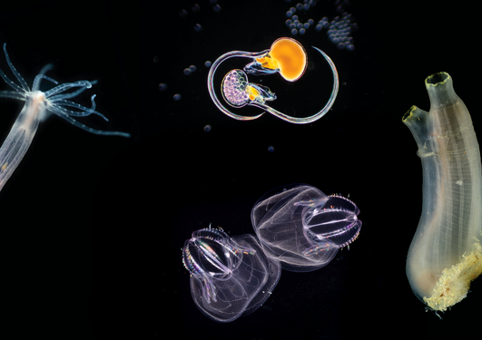 Underwater images of marine life
