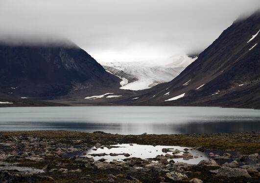 Berglibreen