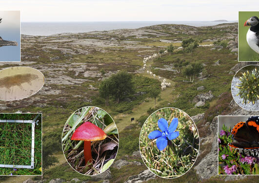 A cultural landscape with inset images of cormorant, tardigarde, sampling quadrat, red fungus, blue gentian, admiral butterfly, Grimmia moss, and puffin