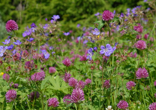 Blomstereng med skogstorkenebb, rødkløver og engsoleie