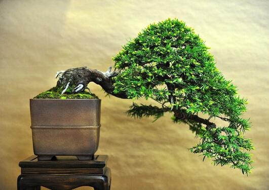 Bonsai tree