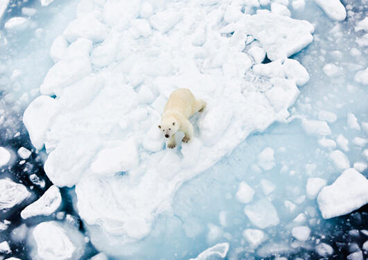 Polar bear