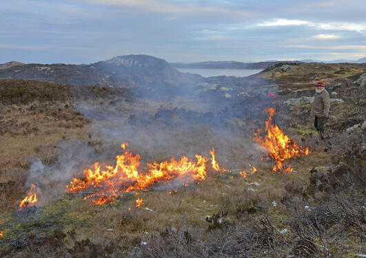 Burning the old-growth heather to encourage new, more nutritous growth on the heathland with Mons Kvamme controlling the fire