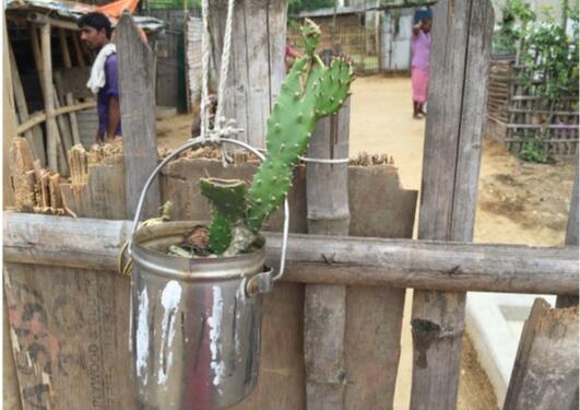 cactus in India