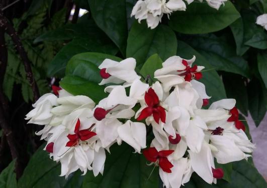 Prestetre i blomst i veksthuset