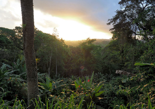 Cocoa agroforestry systems (Cabrucas) in Bahia, Brazil