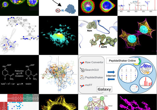 Collage av bilder relatert til Forskningsenheten Systembiologi og Translasjonell Cellesignalering