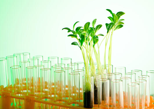 Bildet viser plantevekster i reagensglass