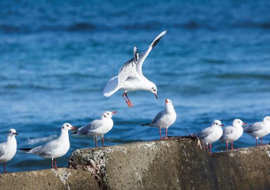 Seabirds