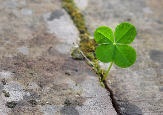 four leafed clover growing in a crack in the footpath