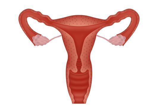 female human reproductive system. Anatomically correct female reproductive system on white background