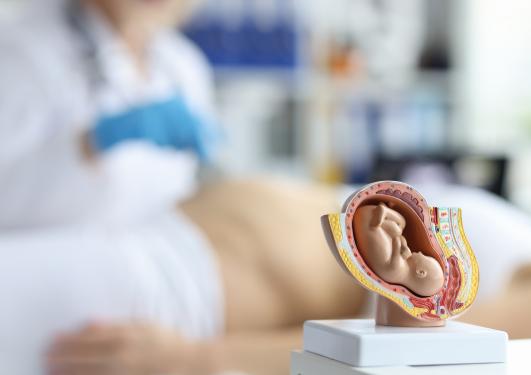 bilde som viser ultralyd, mor og modell av et foster