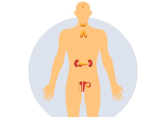 Illustration of the endocrine system in a body.