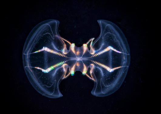 Photograph of a comb jelly seen from above. 
