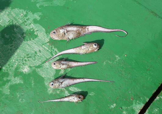 Five fish on deck of a ship