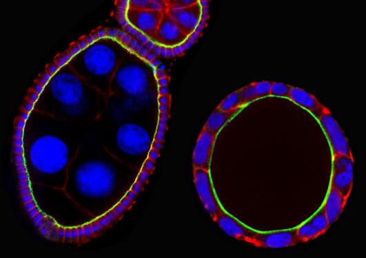 Drosophila Egg chamber and Caco-2 cyst labelled with aPKC/Arm